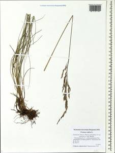 Festuca rubra L., Eastern Europe, North-Western region (E2) (Russia)