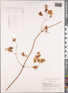 Humulus lupulus L., Siberia, Western Siberia (S1) (Russia)