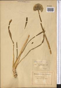 Allium ampeloprasum L. , nom. cons., Middle Asia, Pamir & Pamiro-Alai (M2)