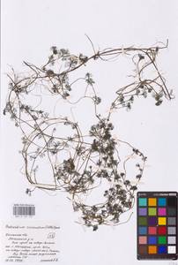 Ranunculus circinatus Sibth., Eastern Europe, Central region (E4) (Russia)