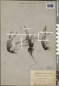 Asplenium trichomanes L., Caucasus, Krasnodar Krai & Adygea (K1a) (Russia)