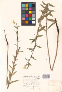 Oenothera villosa Thunb., Eastern Europe, Moscow region (E4a) (Russia)