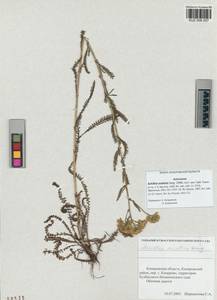 Achillea asiatica Serg., Siberia, Altai & Sayany Mountains (S2) (Russia)