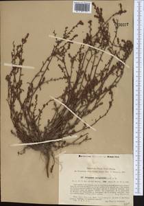 Polygonum corrigioloides Jaub. & Spach, Middle Asia, Syr-Darian deserts & Kyzylkum (M7) (Uzbekistan)