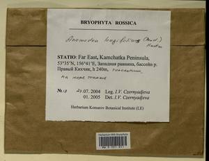 Anomodontella longifolia (Schleich. ex Brid.) Ignatov & Fedosov, Bryophytes, Bryophytes - Chukotka & Kamchatka (B21) (Russia)