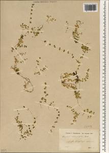 Arenaria rotundifolia M. Bieb., South Asia, South Asia (Asia outside ex-Soviet states and Mongolia) (ASIA) (Turkey)