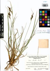 Carex heterolepis Bunge, Siberia, Baikal & Transbaikal region (S4) (Russia)