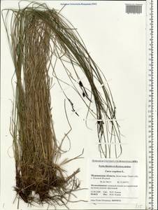 Carex cespitosa L., Eastern Europe, Northern region (E1) (Russia)