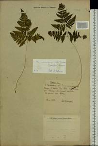 Gymnocarpium robertianum (Hoffm.) Newman, Eastern Europe, Eastern region (E10) (Russia)
