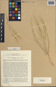 Stipagrostis plumosa (L.) Munro ex T.Anderson, Middle Asia, Syr-Darian deserts & Kyzylkum (M7) (Uzbekistan)