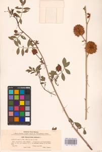 Glycyrrhiza echinata L., Eastern Europe, Lower Volga region (E9) (Russia)