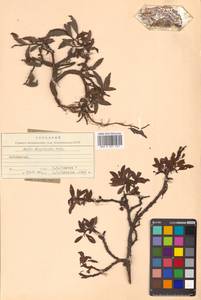 Salix divaricata Pall., Siberia, Baikal & Transbaikal region (S4) (Russia)