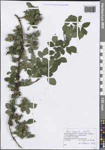 Rosa dumalis Bechst., Eastern Europe, Volga-Kama region (E7) (Russia)