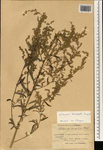 Artemisia leucophylla (Turcz. ex Besser) C. B. Clarke, South Asia, South Asia (Asia outside ex-Soviet states and Mongolia) (ASIA) (China)