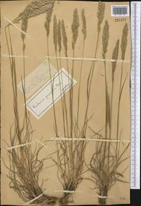 Koeleria pyramidata (Lam.) P.Beauv., Middle Asia, Dzungarian Alatau & Tarbagatai (M5) (Kazakhstan)