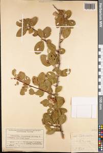 Cotoneaster, Middle Asia, Western Tian Shan & Karatau (M3) (Uzbekistan)