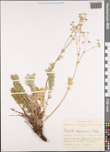 Potentilla sericea L., Siberia, Altai & Sayany Mountains (S2) (Russia)