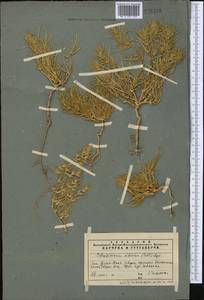 Petrosimonia sibirica (C. A. Mey.) Bunge, Middle Asia, Western Tian Shan & Karatau (M3) (Kazakhstan)