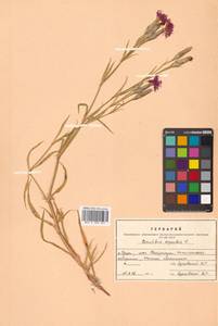 Dianthus superbus L., Siberia, Russian Far East (S6) (Russia)