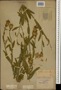 Centaurea glastifolia subsp. intermedia (Boiss.) L. Martins, Caucasus, Krasnodar Krai & Adygea (K1a) (Russia)