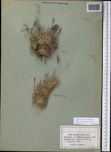 Poa glauca subsp. glauca, Middle Asia, Northern & Central Tian Shan (M4) (Kyrgyzstan)