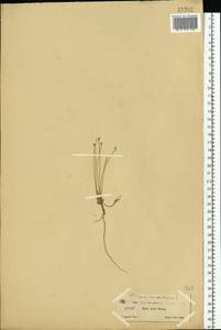 Trichophorum cespitosum (L.) Hartm., Eastern Europe, Northern region (E1) (Russia)