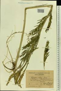 Astragalus asper Jacq., Eastern Europe, Moldova (E13a) (Moldova)