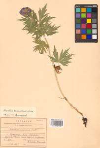 Aconitum kunasilense Nakai, Siberia, Russian Far East (S6) (Russia)