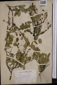 Prunus fruticosa Pall., Middle Asia, Northern & Central Kazakhstan (M10) (Kazakhstan)