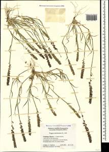 Tragus racemosus (L.) All., Crimea (KRYM) (Russia)