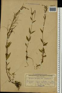 Epilobium alsinifolium Vill., Eastern Europe, Northern region (E1) (Russia)