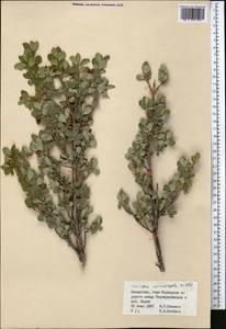 Lonicera microphylla Willd. ex Roem. & Schult., Middle Asia, Muyunkumy, Balkhash & Betpak-Dala (M9) (Kazakhstan)