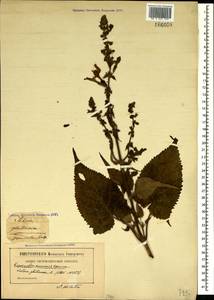 Salvia glutinosa L., Crimea (KRYM) (Russia)