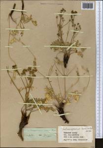Aulacospermum roseum Korovin, Middle Asia, Western Tian Shan & Karatau (M3) (Kazakhstan)