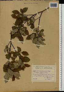 Salix caprea × lapponum, Eastern Europe, Moscow region (E4a) (Russia)