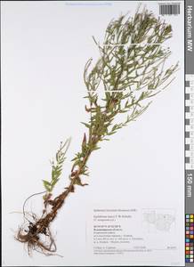 Epilobium lamyi F. W. Schultz, Eastern Europe, Central region (E4) (Russia)