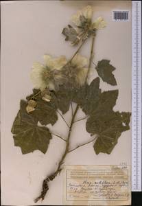 Alcea nudiflora (Lindl.) Boiss., Middle Asia, Northern & Central Tian Shan (M4) (Kazakhstan)