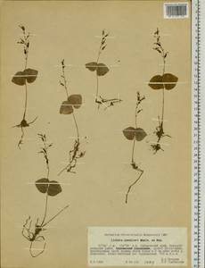 Neottia puberula var. puberula, Siberia, Russian Far East (S6) (Russia)