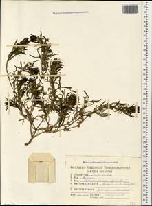 Ajuga chamaepitys subsp. chia (Schreb.) Arcang., Caucasus, Stavropol Krai, Karachay-Cherkessia & Kabardino-Balkaria (K1b) (Russia)