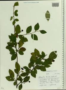 Cotoneaster acutifolius Turcz., Eastern Europe, Moscow region (E4a) (Russia)