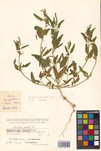 Atriplex subcordata Kitag., Siberia, Russian Far East (S6) (Russia)