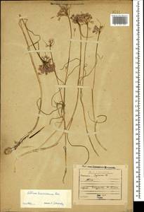 Allium paniculatum subsp. paniculatum, Caucasus, Georgia (K4) (Georgia)
