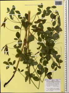 Lathyrus roseus Steven, Caucasus, Stavropol Krai, Karachay-Cherkessia & Kabardino-Balkaria (K1b) (Russia)