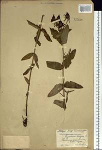 Hypericum ascyron L., Siberia, Russian Far East (S6) (Russia)