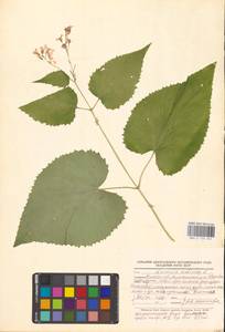 Lunaria rediviva L., Eastern Europe, Belarus (E3a) (Belarus)