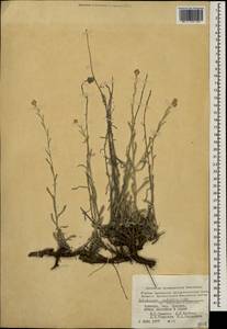 Helichrysum arenarium subsp. rubicundum (K. Koch) P. H. Davis & Kupicha, Caucasus, Armenia (K5) (Armenia)