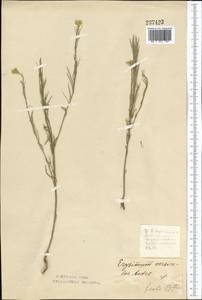 Erysimum leucanthemum (Stephan) B.Fedtsch., Middle Asia, Northern & Central Kazakhstan (M10) (Kazakhstan)
