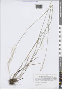 Poa alta Hitchc., Siberia, Russian Far East (S6) (Russia)