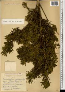 Taxus baccata L., Caucasus, Armenia (K5) (Armenia)