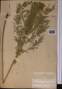 Euphorbia uralensis Fisch. ex Link, Middle Asia, Muyunkumy, Balkhash & Betpak-Dala (M9) (Kazakhstan)